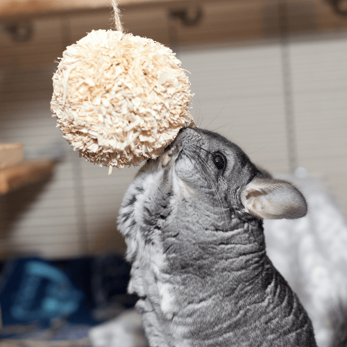 chinchilla
