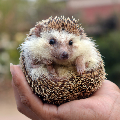 hedgehog