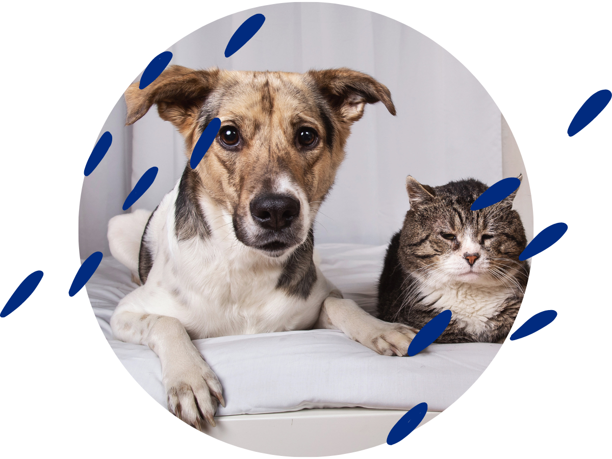 Whole Pet Vet - senior pet care tips