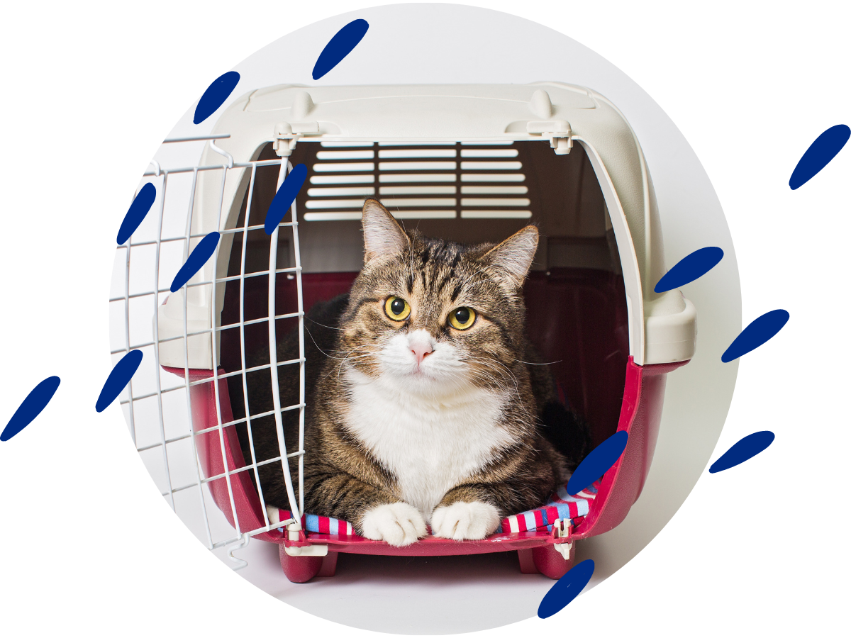 Whole Pet Vet - tips for transporting cats